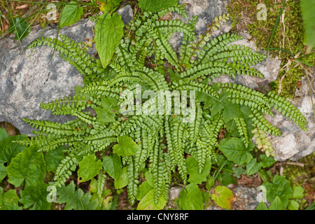 Asplenium viride spleenwort (vert), poussant sur un rocher, Allemagne Banque D'Images