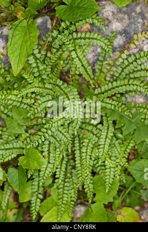 Asplenium viride spleenwort (vert), poussant sur un rocher, Allemagne Banque D'Images