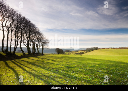 Hêtre haie dans Exmoor National Park, Devon, Angleterre. Janvier 2009 Banque D'Images