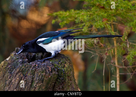 Pie bavarde (Pica pica), assis sur un arbre snag, Germany Banque D'Images