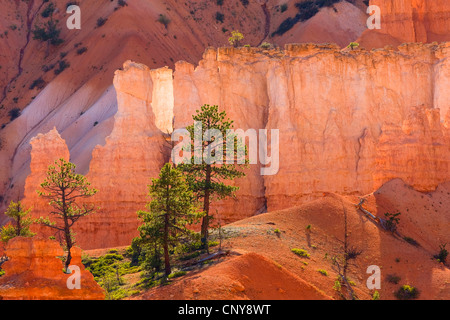 Pin (Pinus flexilis), de pins entre formations de roches colorées, USA, Utah, Bryce Canyon National Park, Colorado Plateau Banque D'Images