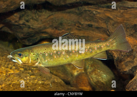 La truite brune, la truite de rivière, l'omble de fontaine (Salmo trutta fario), nourrir un poissons proies capturées Banque D'Images