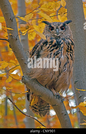 Le nord du grand-duc (Bubo bubo), femelle sur une branche d'un hêtre, Allemagne Banque D'Images