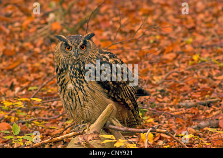 Le nord du grand-duc (Bubo bubo), une femme dans une forêt de hêtres au bois mort, l'Allemagne, la Bavière Banque D'Images