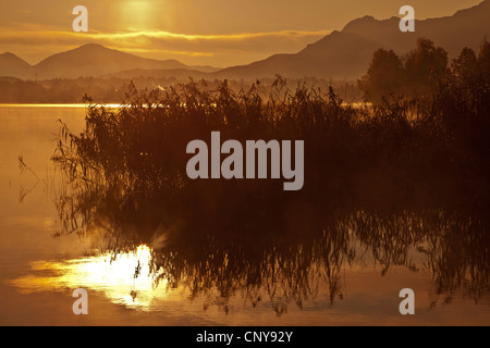 Le calamagrostis, roseau commun (Phragmites communis, Phragmites australis), le matin dans le lac, Allemagne, Bavière, Staffelsee Banque D'Images