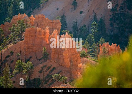 Vue de l'Inspiration Point de formations de roche de forme bizarre et de Bryce Canyon pines dans la lumière du matin, USA, Utah, Bryce Canyon National Park, Colorado Plateau Banque D'Images