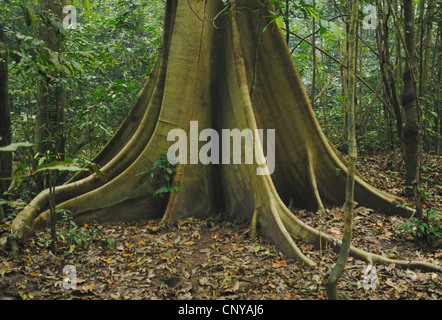 Buttress roots sur un arbre de diptérocarpacées, Thaïlande. Banque D'Images