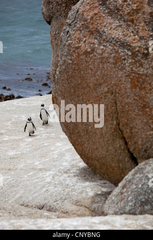 African Penguin's marcher parmi les rochers de la plage de Boulders, Simon's Town, Afrique du Sud. Banque D'Images