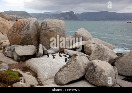 Manchot's parmi les rochers de la plage de Boulders, Simon's Town, Afrique du Sud. Banque D'Images