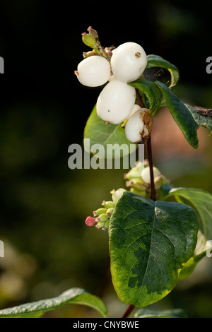 La symphorine blanche (Symphoricarpos albus, waxberry, Symphoricarpos racemosus), branche avec fruits, Allemagne Banque D'Images
