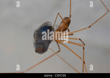 Cave à vin corsé, Longbodied araignée araignée Pholcus phalangioides (cave), avec une prise et enveloppé mouche, Allemagne Banque D'Images