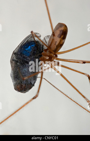 Cave à vin corsé, Longbodied araignée araignée Pholcus phalangioides (cave), avec une prise et enveloppé mouche, Allemagne Banque D'Images