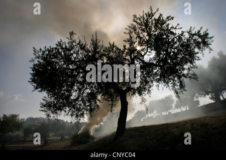 Photo : Steve Race - feux d'élagage. La combustion de résidus d'olive Arbequina, Catalunya, Espagne. Banque D'Images