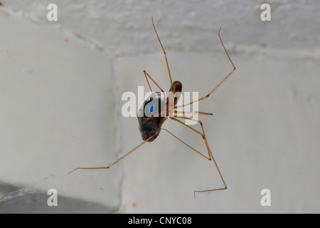 Cave à vin corsé, Longbodied araignée araignée Pholcus phalangioides (cave), à un plafond avec un pris et enveloppé mouche, Allemagne Banque D'Images