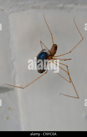 Cave à vin corsé, Longbodied araignée araignée Pholcus phalangioides (cave), à un plafond avec un pris et enveloppé mouche, Allemagne Banque D'Images