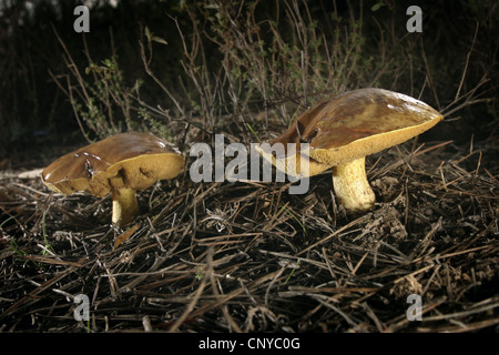Photo : Steve Race - Suillus granulatus, le bolet granulé, un champignon comestible qui pousse en Espagne. Banque D'Images