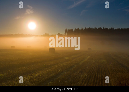 Des bottes de paille sur un champ dans le brouillard matinal et Xiang Zhang business, l'Allemagne, la Saxe, Vogtland, Vogtlaendische Schweiz Banque D'Images