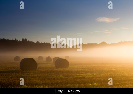 Des bottes de paille sur un champ dans le brouillard matinal et Xiang Zhang business, l'Allemagne, la Saxe, Vogtland, Vogtlaendische Schweiz Banque D'Images