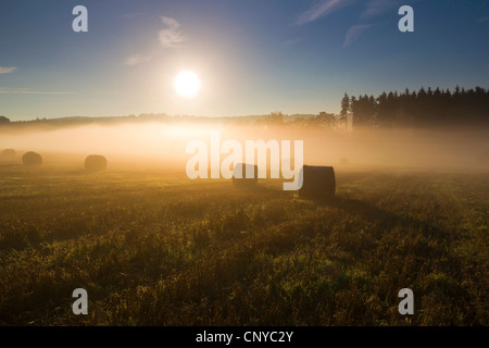 Des bottes de paille sur un champ dans le brouillard matinal et Xiang Zhang business, l'Allemagne, la Saxe, Vogtland, Vogtlaendische Schweiz Banque D'Images