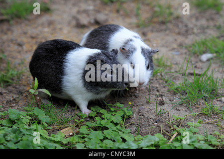 Cavia, cobaye (Cavia spec.), deux cochons assis sur le sol Banque D'Images