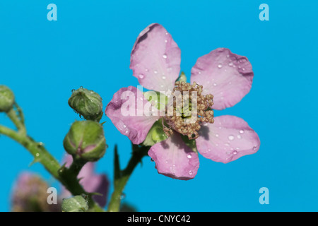 Blackberry arbustives (Rubus fruticosus), fleur, Allemagne Banque D'Images