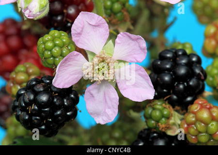 Blackberry arbustives (Rubus fruticosus), fleurs et fruits, Allemagne Banque D'Images