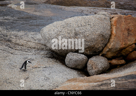 Un manchot du marcher parmi les rochers de la plage de Boulders, Simon's Town, Afrique du Sud. Banque D'Images