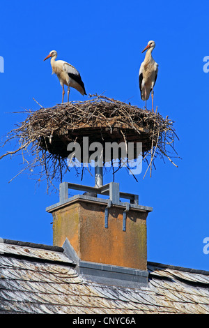 Cigogne Blanche (Ciconia ciconia), deux cigognes sur son nid, Allemagne Banque D'Images