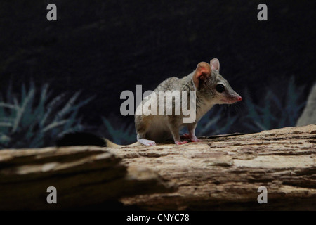 Kowari (Dasyuroides byrnei), sur le bois mort Banque D'Images