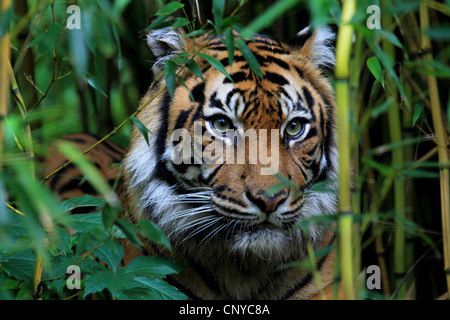 Tigre de Sumatra (Panthera tigris sumatrae), regarder par bamboo grove, portrait Banque D'Images