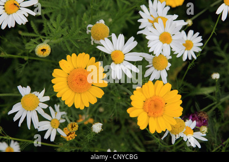 Camomille jaune, Dyer's camomille (Anthemis tinctoria), avec la matricaire inodore camomille, Tripleurospermum perforatum, Allemagne Banque D'Images