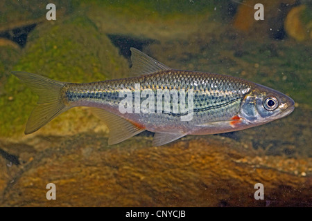 Boule de radiers, Schneider (Alburnoides bipunctatus) Banque D'Images