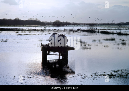 L'abreuvement du bétail sur les pâturages inondés de réservoir, l'ALLEMAGNE, Basse-Saxe, Osterholz, Worpswede Banque D'Images