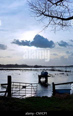 L'abreuvement du bétail sur les pâturages inondés de réservoir, l'ALLEMAGNE, Basse-Saxe, Osterholz, Worpswede Banque D'Images
