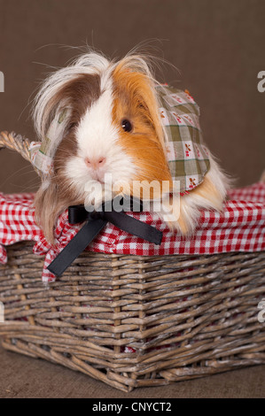 Cobaye domestique (Cavia aperea porcellus. f), assis avec foulard dans un panier Banque D'Images