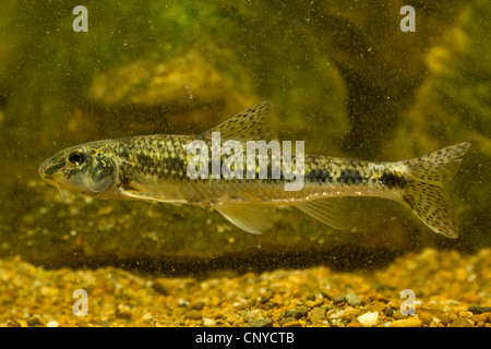 Gudgeon (Gobio gobio), à l'eau d'un sol de gravier Banque D'Images