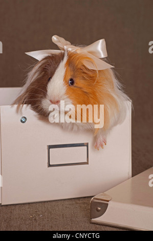 Cobaye domestique (Cavia aperea porcellus. f), assis avec hairbow dans une boîte Banque D'Images