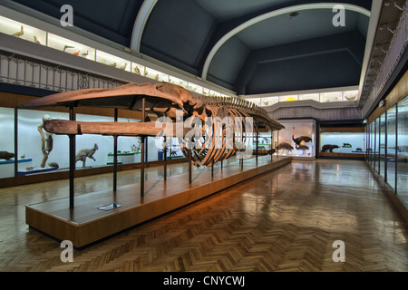 Squelette d'une baleine dans le musée d'histoire naturelle à l'Université de Wroclaw. La Pologne. Banque D'Images