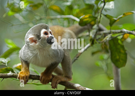Politique singe écureuil (Saimiri sciureus), dans les branches d'un arbre, l'Équateur, Pastaza Banque D'Images