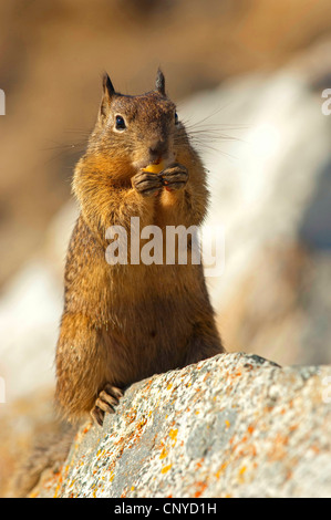 Squirrel manger assis sur un rocher, États-Unis, Californie Banque D'Images