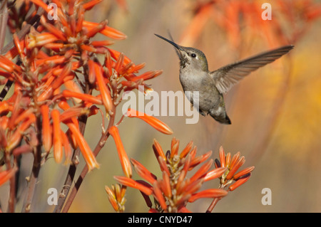 Anna's hummingbird (Calypte anna), femme Anna's hummingbird flying en face de fleurs, États-Unis, Californie Banque D'Images