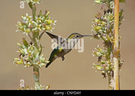 Anna's hummingbird (Calypte anna), femelle se nourrissant de nectar d'une fleur, États-Unis, Californie Banque D'Images