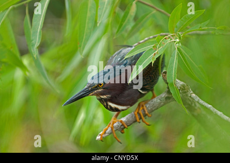 Héron vert, vert soutenu (Heron Butorides spinosa), assis sur une branche, USA, Floride, le Parc National des Everglades Banque D'Images