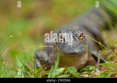 Alligator Alligator mississippiensis), (bébé alligator, USA, Floride, le Parc National des Everglades Banque D'Images