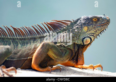 Iguane vert, Iguana iguana iguana (commune), allongé sur un mur, USA, Floride Banque D'Images