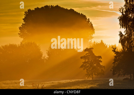 Pictoresque lever du soleil sur la forêt brumeuse et paysage de prairie, en Allemagne, en Bavière, Isental Banque D'Images