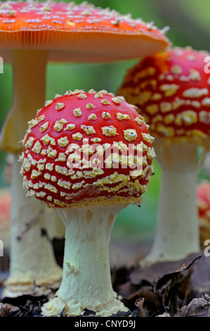 Agaric fly (Amanita muscaria), les jeunes des organes de fructification, Allemagne, Rhénanie du Nord-Westphalie Banque D'Images