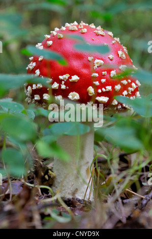 Agaric fly (Amanita muscaria), les jeunes la fructification, Allemagne, Rhénanie du Nord-Westphalie Banque D'Images