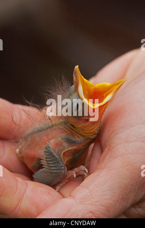 Blackbird (Turdus merula), Pygargue à tête toujours poulet orphelins est assis dans une main la mendicité Banque D'Images