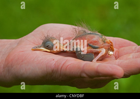 Blackbird (Turdus merula), le poulet est toujours orphelins chauve couché dans une part dormir Banque D'Images